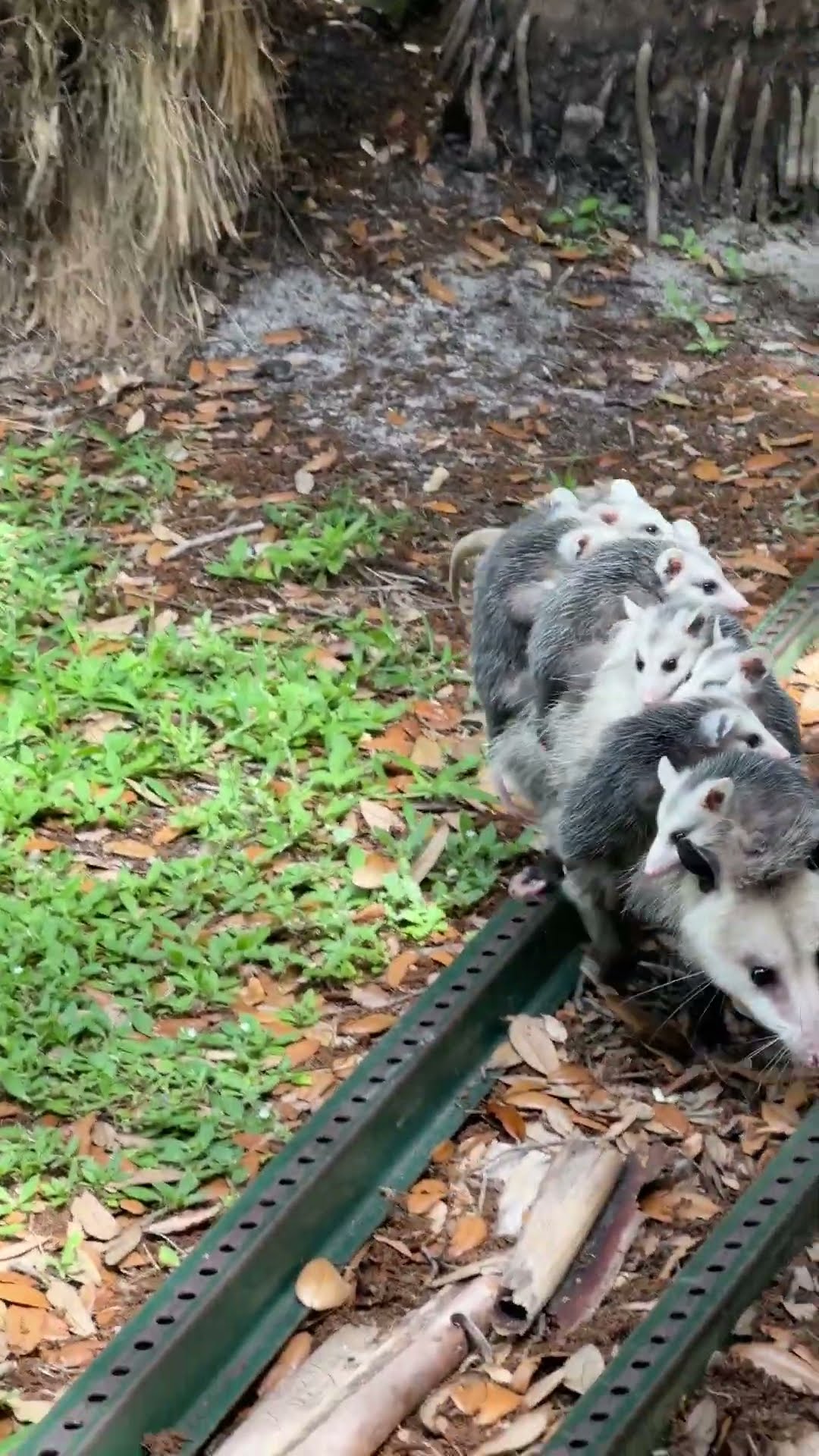 Opossum Mom Squeezes Under Building With Her Babies || ViralHog