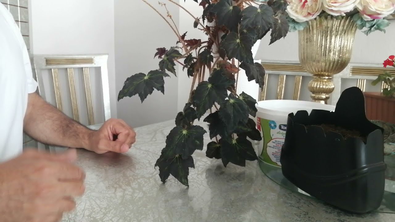 Rex Begonya Bakımı ve çoğaltılması