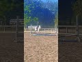 Zinna The Pony Horse Equines Equestrian Horsegirls Zinna The Pony Horse Equines Equestrian Horsegirls