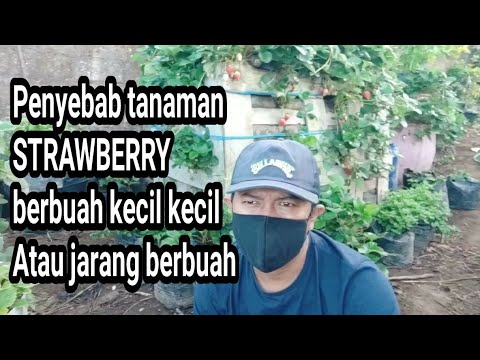 Video: Strawberi Mempunyai Buah Beri Kecil Dan Gnarled: Bagaimana Memberi Makan Buah-buahan Besar Dan Mengapa Strawberi Berbuah Dengan Beri Kecil Yang Jelek?