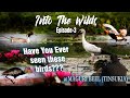 Maguribeelday 2  dibrusaikhowa  into the wilds  episode3 season1  wildlife vlog 2020