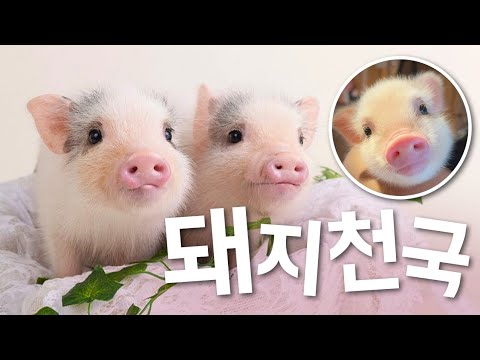 여기가 천국인가요?? 미니돼지들이 쉼없이 애교를 부리는데 심장 터지게 귀여워서 미칩니다.