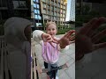 Васька шарит Shorts Tiktok тикток Васька шарит Shorts Tiktok тикток