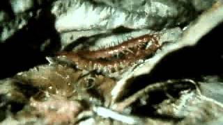 14 Unkraut Löwenzahn 1