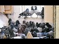 طيرت الحمام الزاجل ودشرت مجموعه زغاليل جديده 