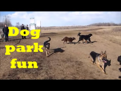 german shepherd park