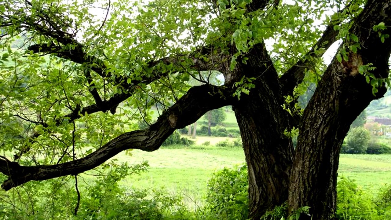 Inspiraţie din natură camera iphone 8 plus apk