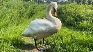 Trying to feed a Substantially Angered Swan ￼ by The Creatures Corner 1,473 views 10 months ago 11 minutes, 8 seconds