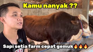 Perawatan luar biasa sapi sapi setia farm BISA CEPAT GEMUK ‼️🔥🔥🔥