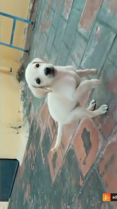 # my dog in running#algu kuttichellam#ytshorts