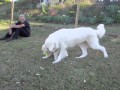 Maremma pup playing from 8 weeks to 8 months old