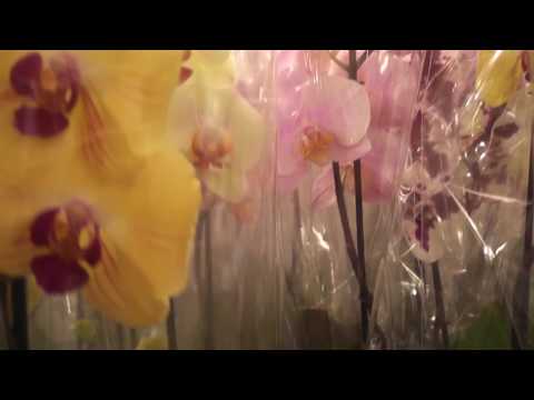 Море орхидей. Скупаю орхидеи