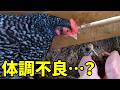 新入りメスに異変…心配なことが起きました　386話目