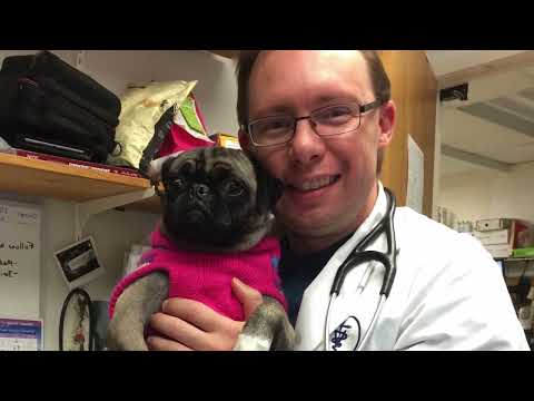 Tienes Un Pug Y Esperas Un Bebé Mira Que Hacer