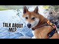 Shiba inu Training Tips - The Rule of Plenty