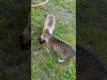 Kitty🐈#lol #viralvideo #funny #cat #shortvideo #trending #amazing #cute #video #animals #trend #love