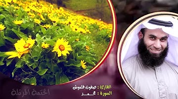 سورة محمد | الختمة المرتلة | القارئ صفوت قلموش .HD