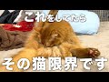 猫がストレスの限界に達している時に見せる行動