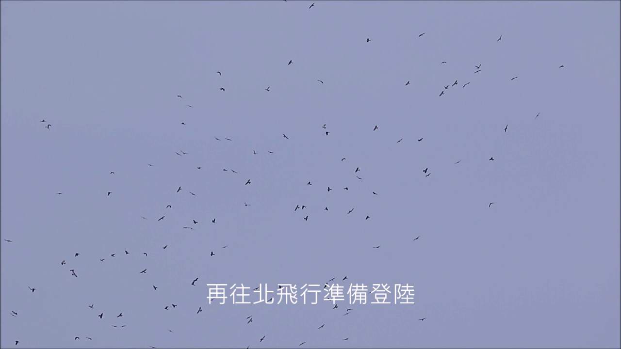 20170426赤腹鷹登陸 
