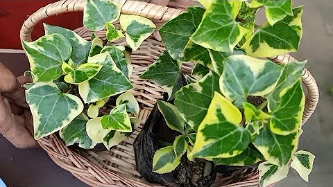 English Ivy -How to grow in Hanging Baskets//Potting soil,Fertilizer & total Care