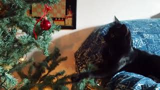 Zorro Cat E Il Suo Albero Di Natale