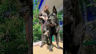 Enjoy dog #dog #doglife #pets #germanshepherd #goldenretriever #puppy #funny #cutedog