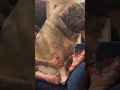 That’s one big boy 😳 🐶⁠