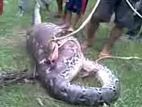 ular terbesar  ular makan manusia  ular makan binatang  dan 
