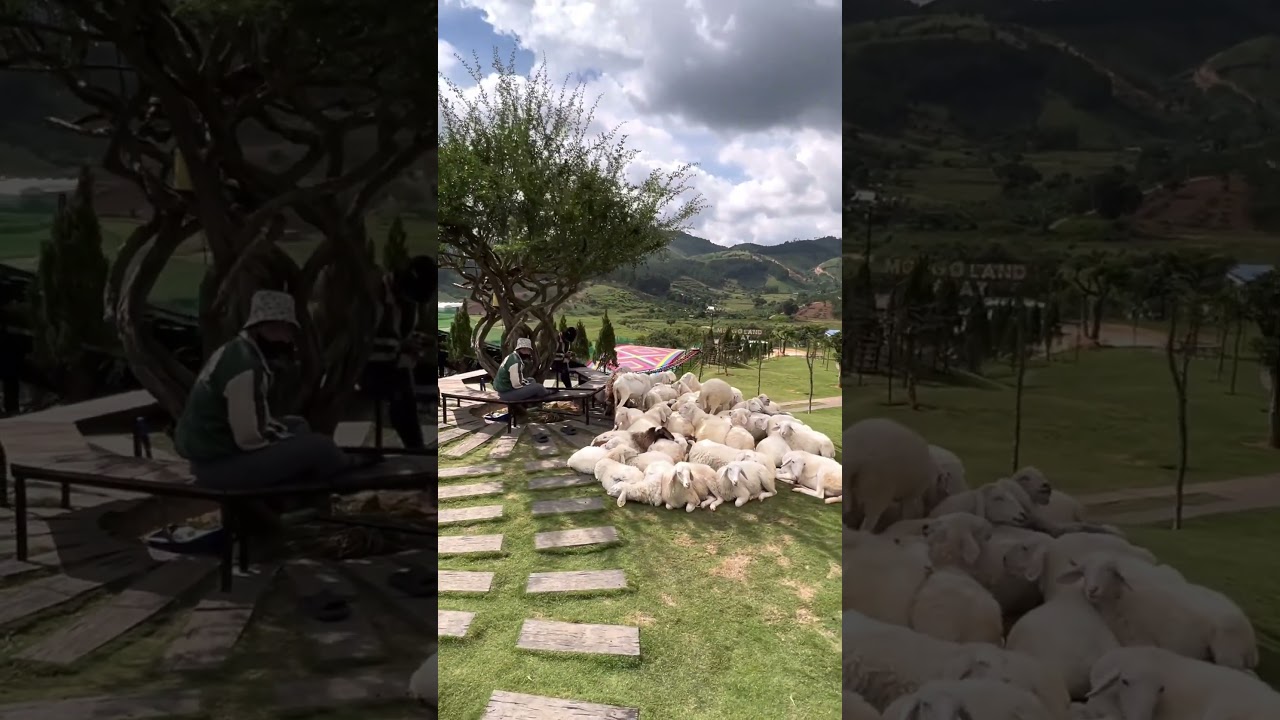 Dalat | Vietnam 🇻🇳 2023