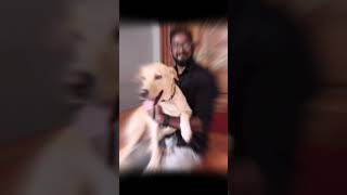Cute Labrador Retriever Dog Face Lick Rooshi