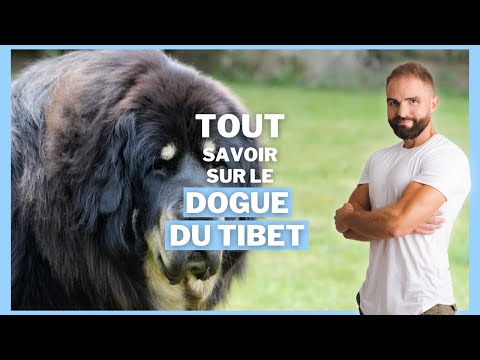 DOGUE DU TIBET : Race de chien - YouTube