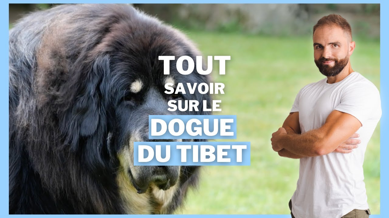 Dogue du Tibet