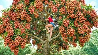 [TIMELAPSE] Harvesting Many Lychee Fruit, Banana, Cauliflower, Jackfruit Go To Sell /Phương's Story
