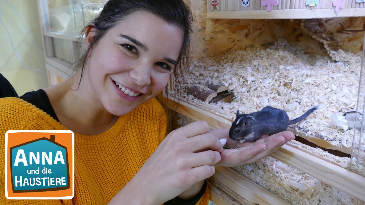 Ein Tag im Heim für Rennmäuse | Information für Kinder | Anna und die Haustiere | Spezial