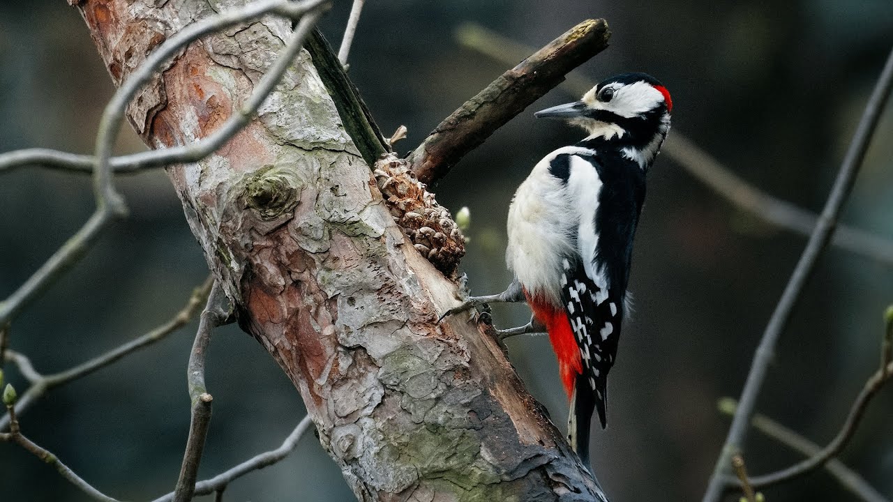 This Great Spotted Woodpecker uses a surprising trick