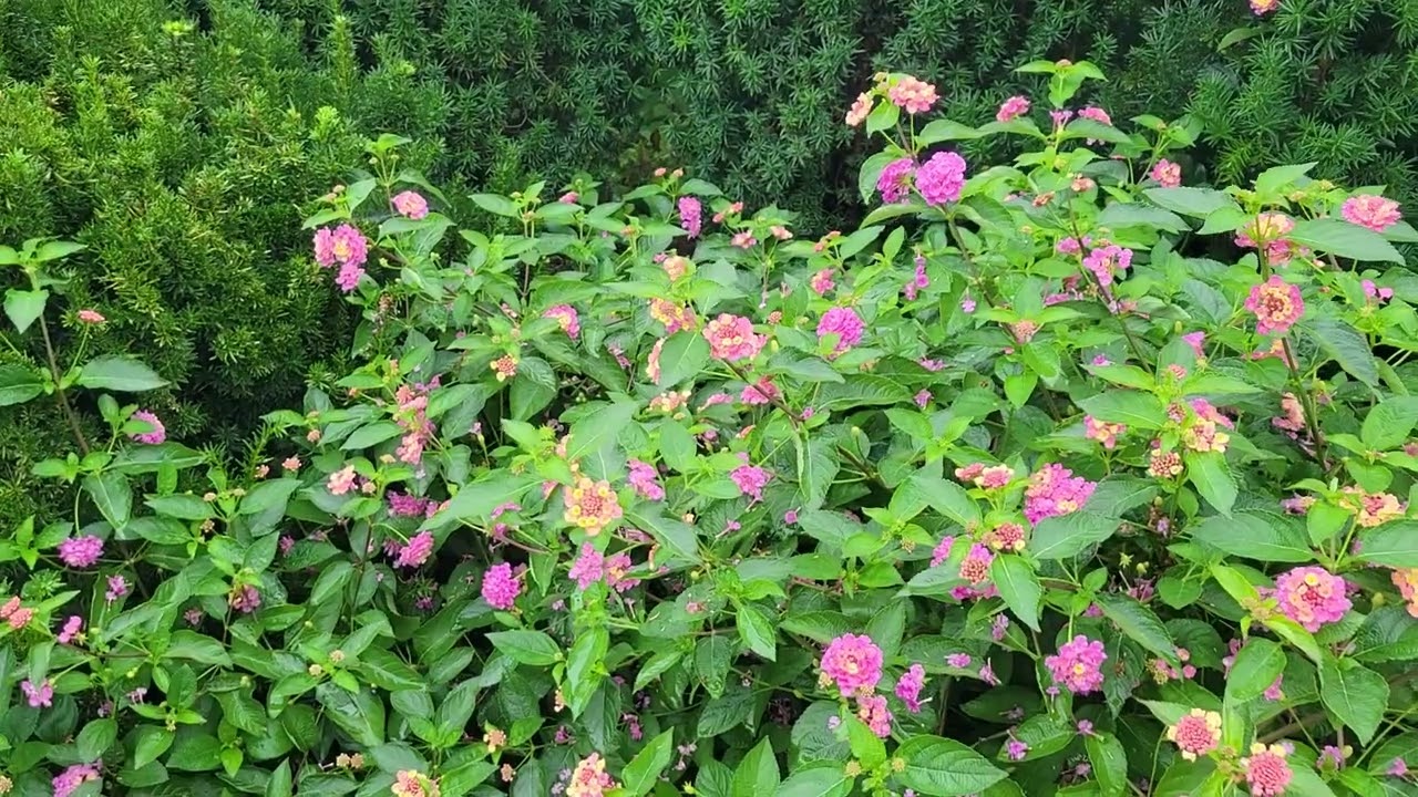 Penn State Arboretum