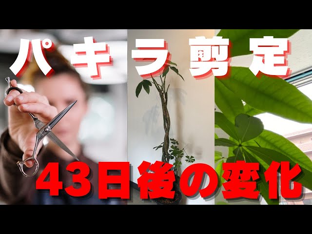パキラ剪定《43日後の変化》#パキラ #剪定 #根腐れ - YouTube