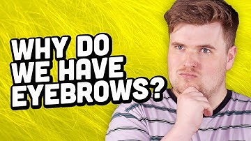Why Do We Have Eyebrows?