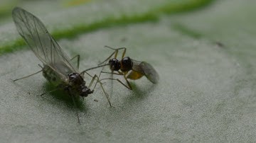 Biobest® Aphidius-System parasitizing