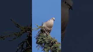 Eurasian Collared Dove Calling #shorts