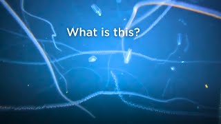 Scientists Sail Into A Bloom Of Salps Off Tasmania