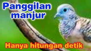 Download lagu masteran perkutut tembakan rapat full power keras penggugah emosi