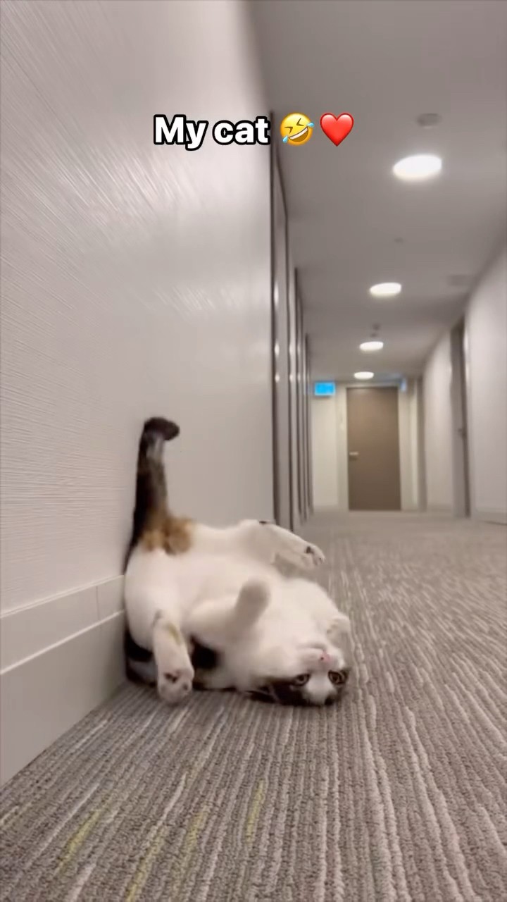 #JasonDeruloTV // Cat ?? #GotPermissionToPost From @eliethehallwaycat #TalkDirty