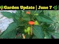 Weekly Garden Log: June 7, 2026 🪴