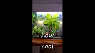 LUCKY MONEY PLANT #Shorts | Lucky Jade Plant | SURPRISE