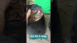 पौधे खरीदते समय धोखे से बचें।