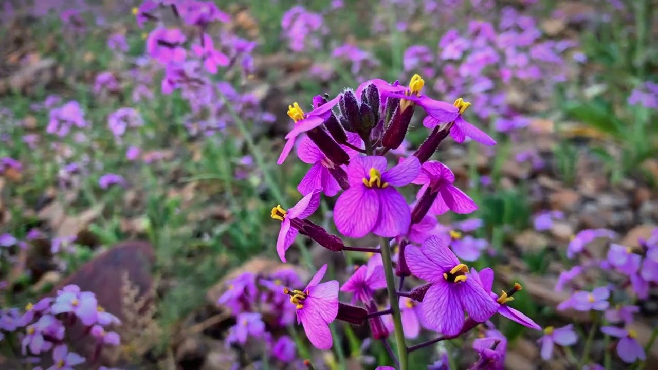 ربيع حايل ( جبال منيفه ) 