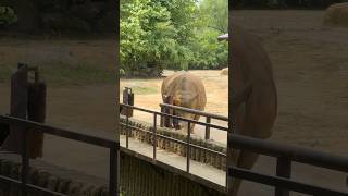 Rhinoceros #zoo #southkorea #kntravel #한국여행 #animals #travel #shortvideo #shorts #share