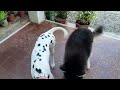 Napilay ang Siberian Husky | But Still Play Anyhow | Trying to mate the pregnant frenchton