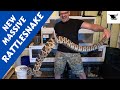 MONSTER Hybrid Rattlesnake | Venomous Fangs in Your Face Strikes